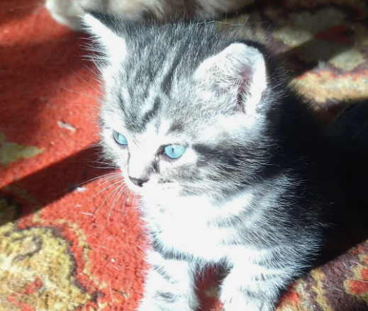 Британский короткошёрстный котёнок